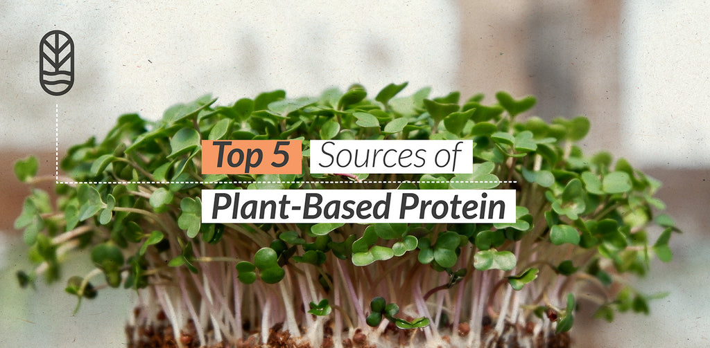 Top 5 Sources of Plant-Based Protein