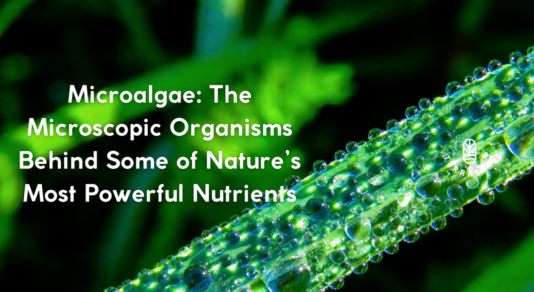 Microalgae The Microscopic Organisms Behind Some of Nature’s Most Powerful Nutrients